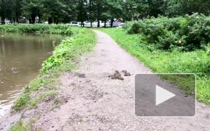 Петербуржцев огорчают полчища крыс в парке Новознаменка