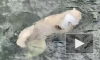 Видео: Медведица Хаарчаана радуется новой игрушке в зоопарке