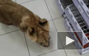 Петербуржец пришел в супермаркет за пивом в компании львенка