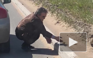 Видео: в Петербурге водитель помог утятам забраться на высокий бордюр