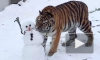 Тигрица Виола из Петербурга полакомилась снеговиком с мясом