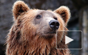 В Ярославле медведь напал на человека  
