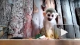 Петербуржцам показали забавных обезьянок саймири из Лени...