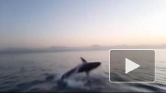 Морской котик выпрыгнул прямо перед акулой