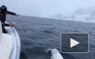 Видео дня: белуха играет с моряками в регби в арктических водах