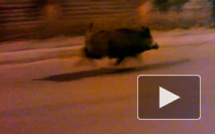 Вышли "свиньей": дикие кабаны расхаживают по дорогам Ленобласти