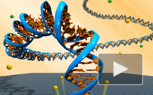 В Петербурге создан алгоритм органического компьютера будущего