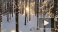 Дрозденко показал заснеженный лес заказника "Гряда ...
