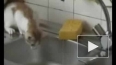 Улётный котишка)))