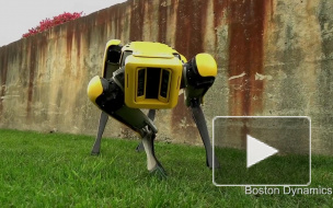 Видео: Boston Dynamics показали своего самого милого робота