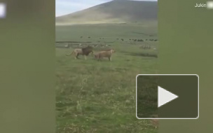 Маленький пёс спугнул льва своим лаем 