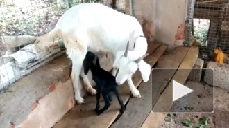 Козленок-циклоп родился в Индии