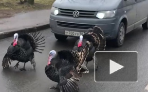 В Пушкине невоспитанные индюки переходят дорогу в неположенном месте