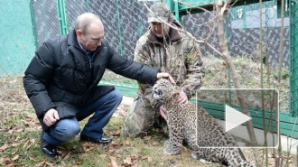 Президент Путин пообщался с леопардом лицом к лицу
