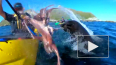 Видео из Новой Зеландии: Тюлень швырнул в лицо каякеру ...