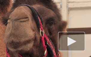 "Агрорусь" открывается в Петербурге