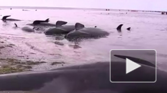 Более 400 китов - пилотов выбросились на берег в Новой Зеландии