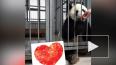 Панда Жуи из Московского зоопарка нарисовала валентинку
