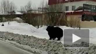 Видео из Нижневартовска: по городу мечется дикий медведь 