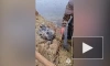 В Приморье спасли истощенного детеныша тюленя