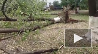 Появились фото и видео последствий урагана, который повалил в Петербурге 50 деревьев