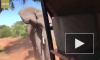 Разъяренный слон атаковал туристический автобус