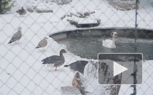 В Ленинградском зоопарке отпраздновали 150-летие прыжками лошадей и селфи с козами