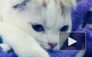 На выставке в Петербурге котята и кошки соревновались в красоте и королевской выдержке