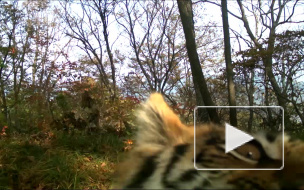 Уникальное видео из Приморья: тигрица с детьми устроила "фотосессию"