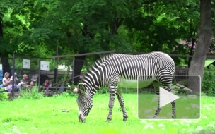 Двух зебр привезли в Московский зоопарк из Чехии