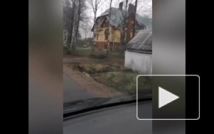 По улицам Павловска гулял страус