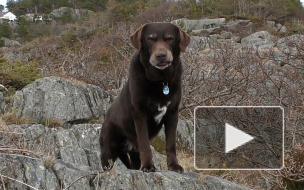 С начала года от нападения животных пострадали более 350 тысяч человек