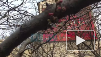 В центре Петербурга зацвела сакура