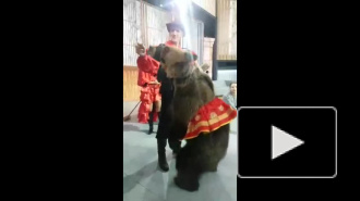 Медведь накинулся на девушку на съёмках передачи "Про любовь" в Москве