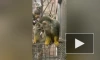 Ленинградский зоопарк показал стаю саймири во Всемирный день обезьян