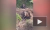 На Сахалине из браконьерских сетей спасли медведицу с медвежонком