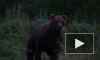 В Приморье медведь снял скальп с женщины и загрыз несколько собак