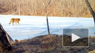 В Приморье амурский тигр прогулялся по замерзшему озеру