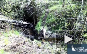 В Нижне-Свирском заповеднике в Ленобласти показали "травоядного" медведя