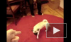 Видео: животные забавно «умирают» понарошку