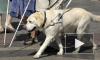Собаку-поводыря, украденную у слепой москвички, нашел Следственный Комитет