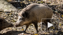 Дикие звери наступают: В Петербурге появятся предупреждающие о кабанах и лосях знаки