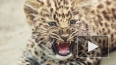 Два сбежавших леопарда пугали москвичей в жилом доме ...
