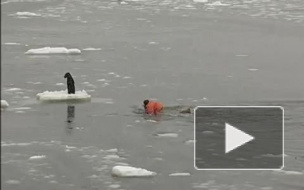 Доброе видео: спасение собаки со льдины