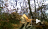 Уникальное видео из Приморья: тигрица с детьми устроила "фотосессию"