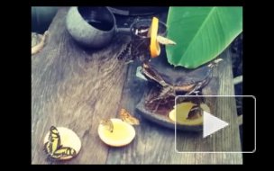 Тысяча экзотических бабочек с Филиппин поразила таможенников в Пулково