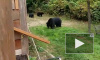Видео: канадец вежливо попросил семью медведей покинуть его двор