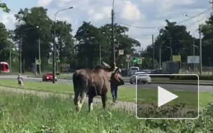 Видео: на Луначарского заметили гуляющего лосенка