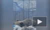 В Якутии медведя-шатуна заметили на свалке в поселке Усть-Нера
