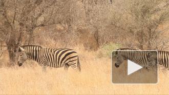 Ученые разгадали тайну полосок зебр